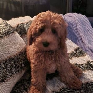 Meet your Posher, Donna